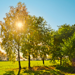 Gedenkbaum-Gruppe von Bettina für Uwe Brill 