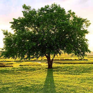 Gedenkbaum von Petra für Herbert Hans Peter Berg 