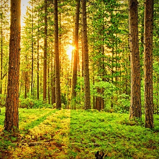 Gedenkwald von Evi für Walter Stiessel 